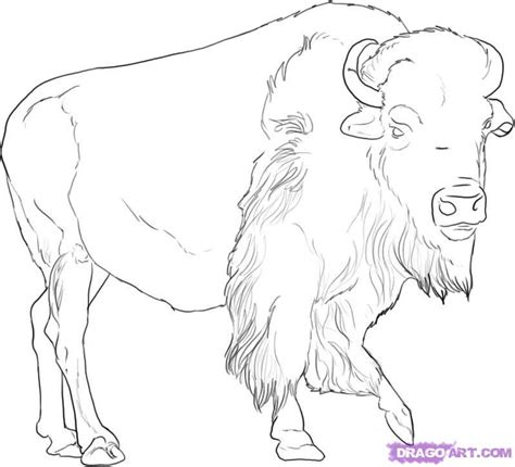 Buffalo Outline Drawing at PaintingValley.com | Explore collection of ...