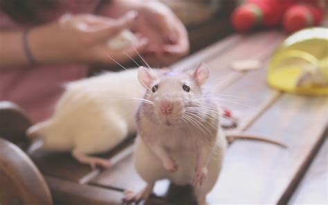 Cute Rat Wallpapers - Wallpaper Cave