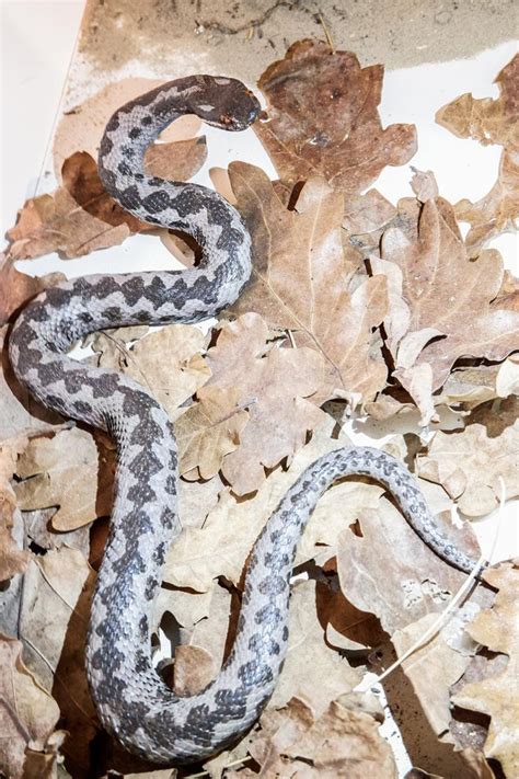 Keresztes vipera | Év fajai