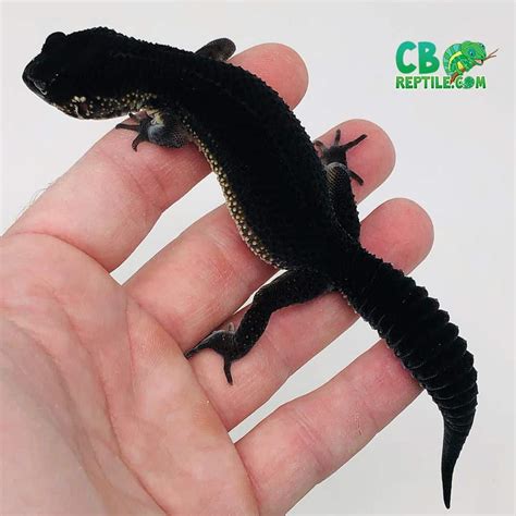 What kind of leopard gecko morph breeds are there? – Leopard Gecko Habitat