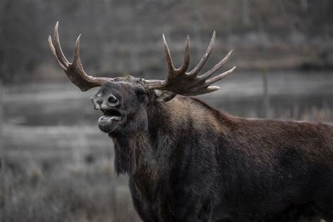 Large Brown Moose Royalty Free Photo