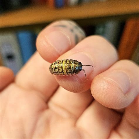 The prettiest local isopod I've ever seen! : r/isopods