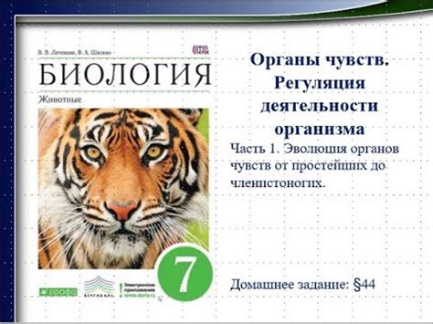 урок 52. Органы чувств животных - YouTube