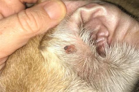 Sebaceous Cyst in Dogs: Appearance, Diagnosis, and Treatment - Dr ...