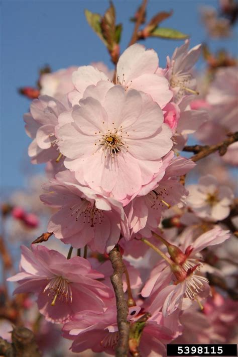 Prunus Serrulata