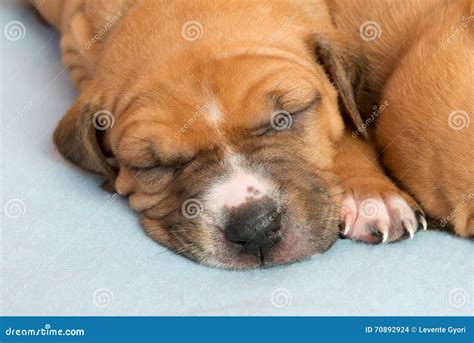 Cute amstaff puppy stock photo. Image of animal, courageous - 70892924