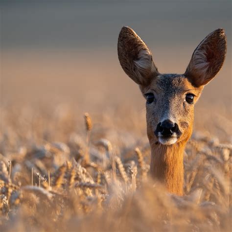After strong first half of Maryland's muzzleloader deer season, second