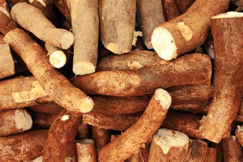 What is Cassava? Health Benefits of Cassava - aSweatLife