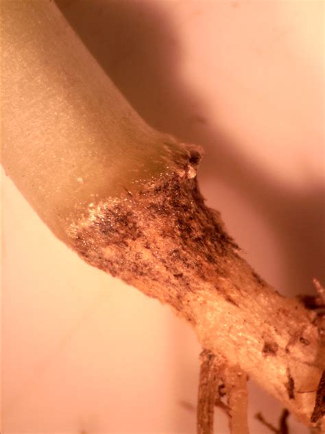 black root rot watermelon