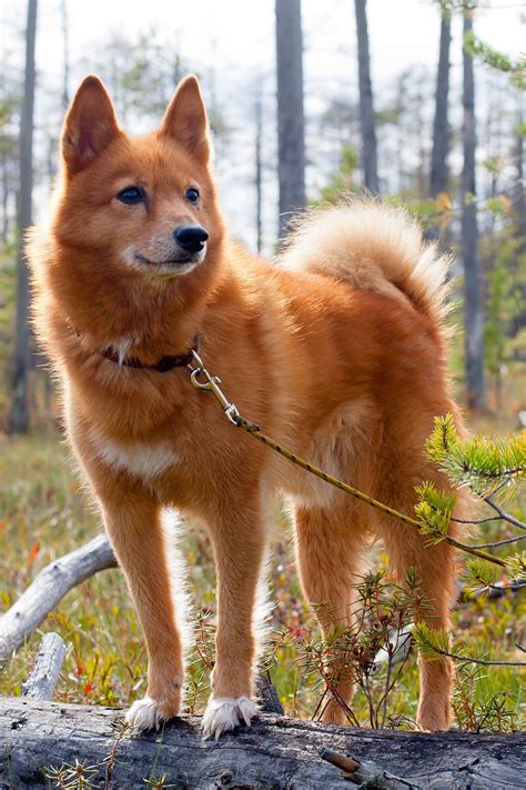 Cool Dog Breeds