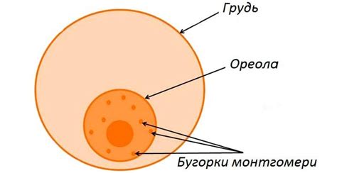 Расположение, функции, нагрубание, воспаление и лечение бугорков ...