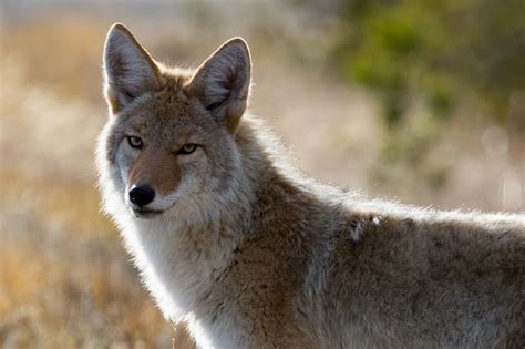 Coyote - Canis latrans - NatureWorks
