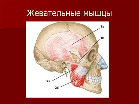 Мышцы человека - презентация онлайн