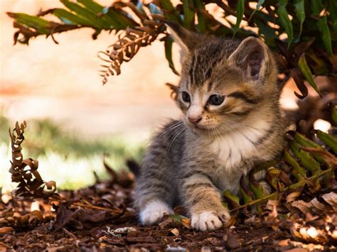 Defending Feline Health: Feline Coronavirus(FCoV) Insights