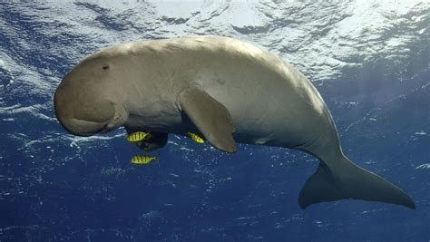 Coalition preparing new laws to protect dugongs from hunters | Cairns Post
