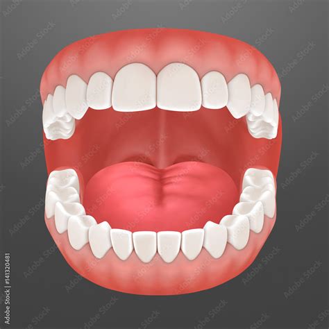 3d rendering of human teeth, open mouth Stock Illustration | Adobe Stock