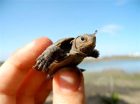 Diamondback Terrapin — North Carolina Wildlife and Outdoor Recreation