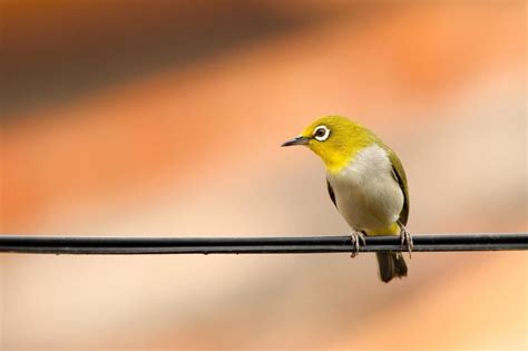 Commercial and Industrial Fence - The Fencepedia