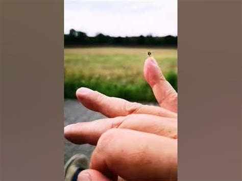 Biodrone - Bionictech - YouTube