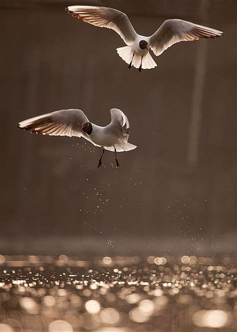 Gamine Birdie. История о балканской Птице, разноцветных мостовых и ...