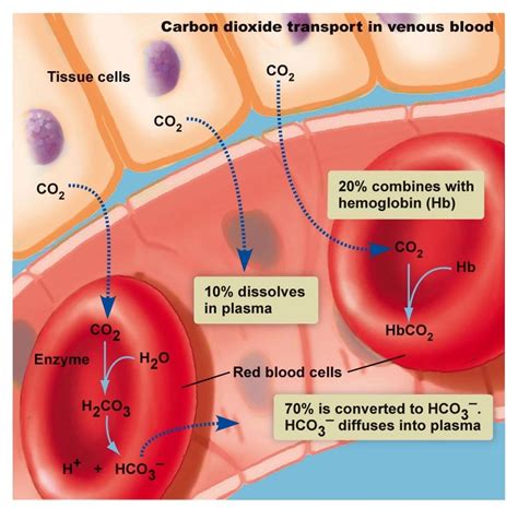 Hemoglobina Venosa Onde Se Concentra O Co2 - What Is Co2 In Venous Blood at Helen Ervin blog