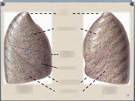 lung  diagram quizlet