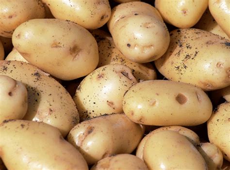 Albert Bartlett enters Middle East joint venture | News | The Grocer