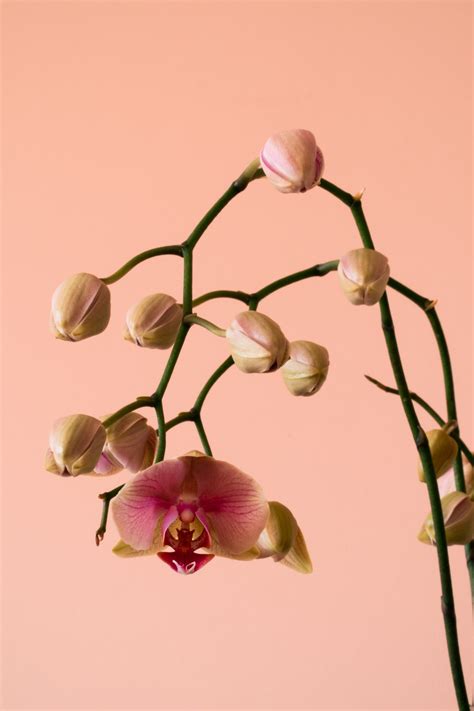 6 Reasons Why Your Orchid Isn’t Blooming Like it Used to