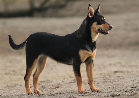 Australian Kelpie Dog Breed Information – All You Need To Know | Dog ...