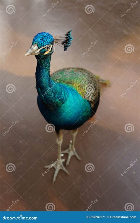 Cute Baby Peacock