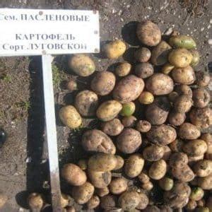 Картофель Луговской: описание сорта, фото, отзывы о вкусовых качествах ...