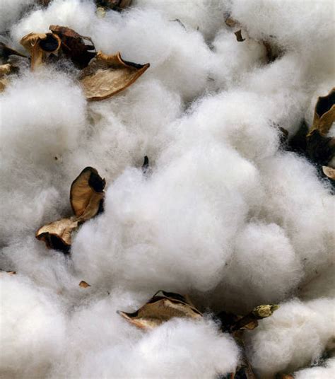 cotton field close stock  pictures royalty  images
