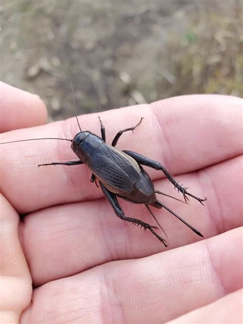 field crickets identification control