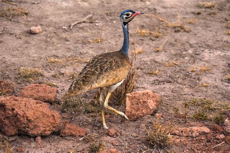 images bird wildlife beak africa fauna vertebrate safari