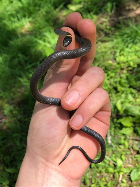 Lilac Corn Snake