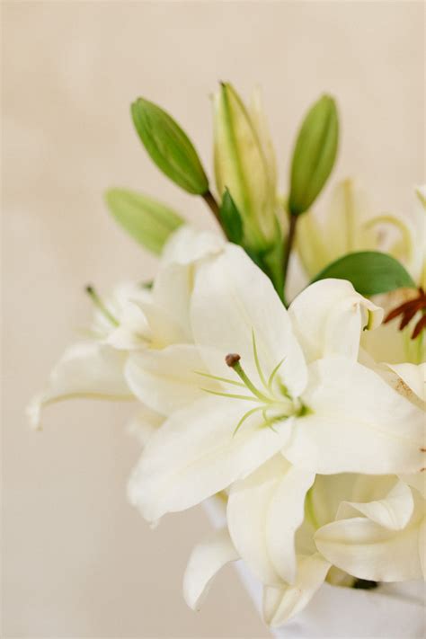 alblanc | Lilium blanco