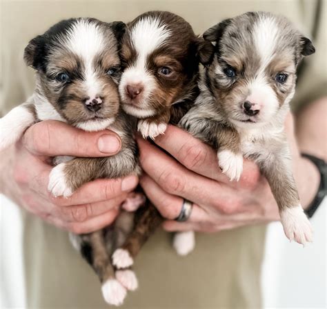 Are Mini Australian Shepherds Mean