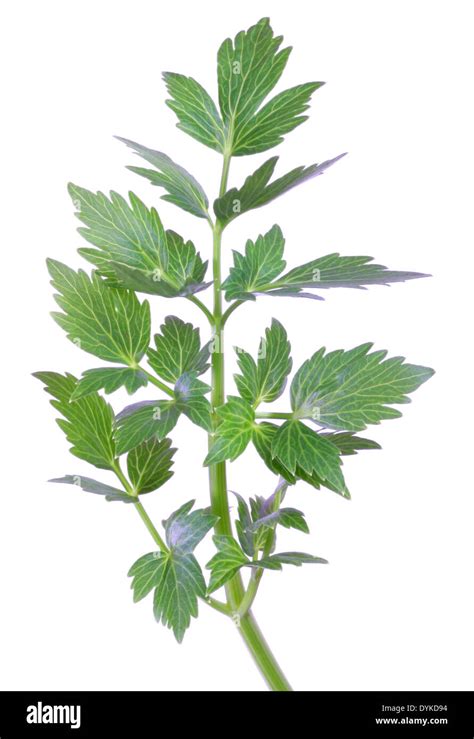 Liebstock, Liebstoeckel, Maggikraut, Levisticum officinale, garden ...