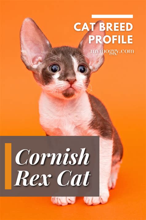 Cornish rex 101 the essential guide – Artofit