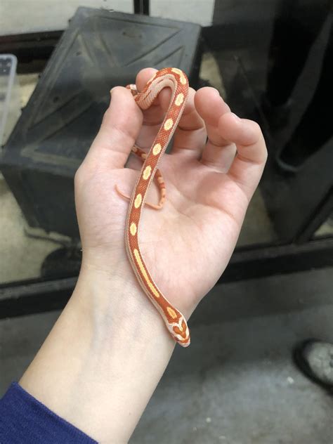 Which(visible) morphs is he i know he albino and another thing : r/snakes