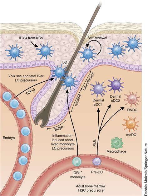 langerhans cells epidermis