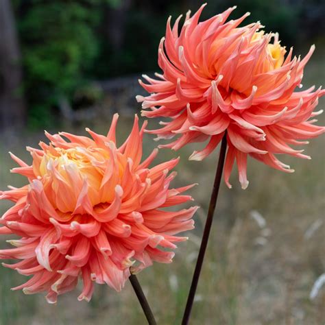 dahlia ac hwy  dahlias   sea