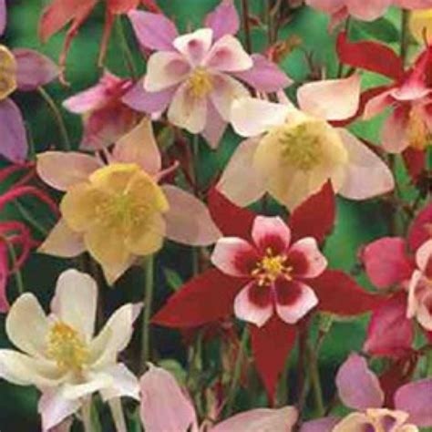 Bulb Aquilegia McKana Hybrids Mixture - Ted Lare - Design & Build
