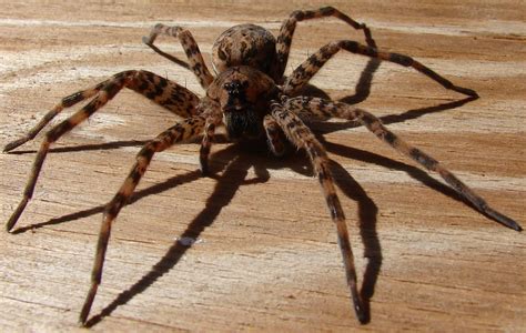 Spider history and some interesting facts