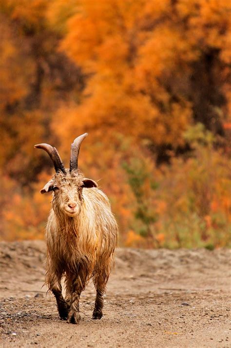 4,000+ Free Goats & Nature Photos - Pixabay