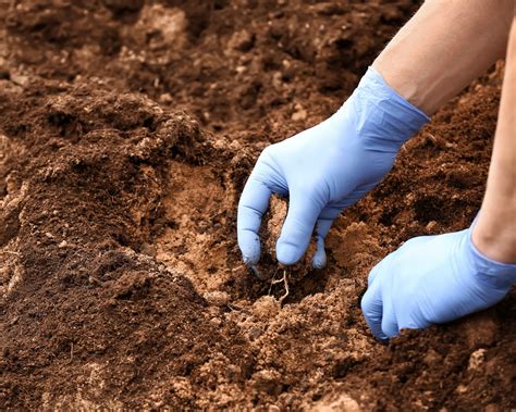 Want to Change Your Hydrangea’s Color? Here’s How Fertilizer Can Do It
