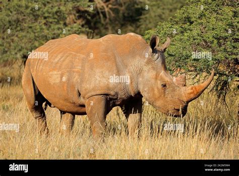 White rhinoceros in natural habitat Stock Photo - Alamy