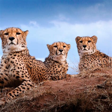 cheetah conservation fund lohnt es sich aktuell fur  mit fotos