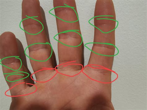 Creases in the green circle indicate where your fingers can bend