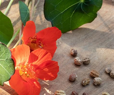 How to harvest nasturtium seeds: with expert advice | Homes and Gardens